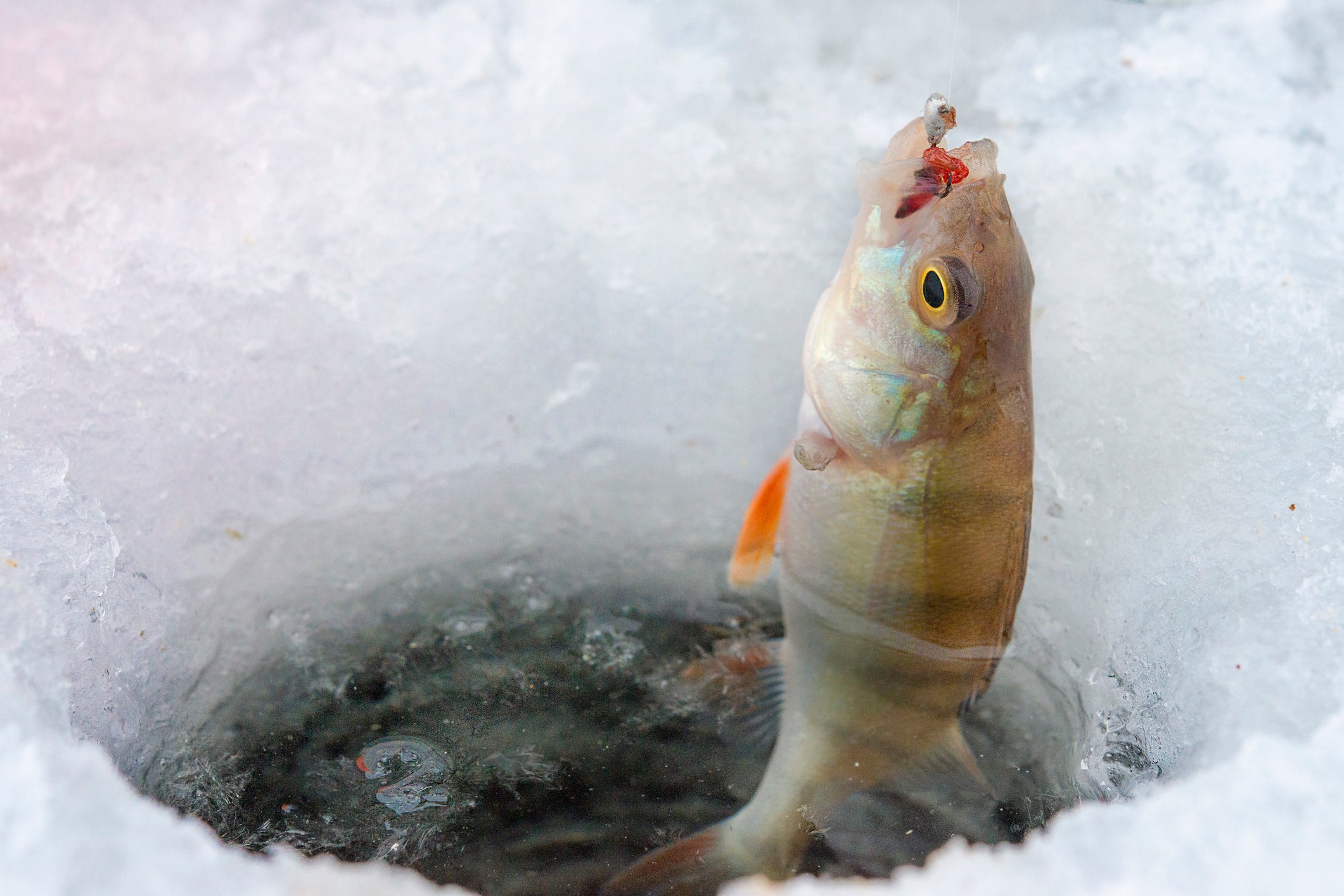Winter fishing.Sea bass fishing lure.