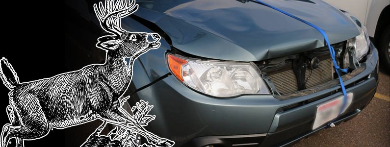 Image of vehicle damaged by deer - Markquart Toyota near Eau Claire