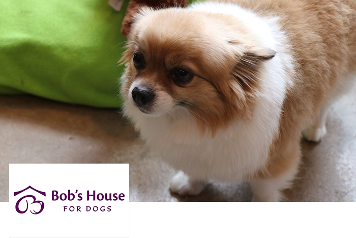 Bob's House for Dogs