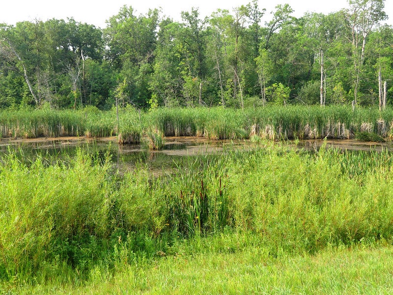 Hiking path with tall green grass and trees