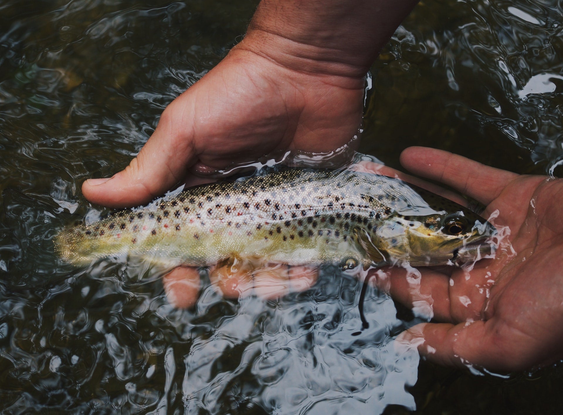 Using two hands to collect hooked fish out of river