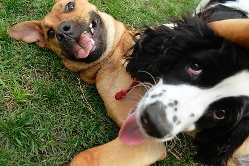 2 Dogs playing in the grass and looking at the camera
