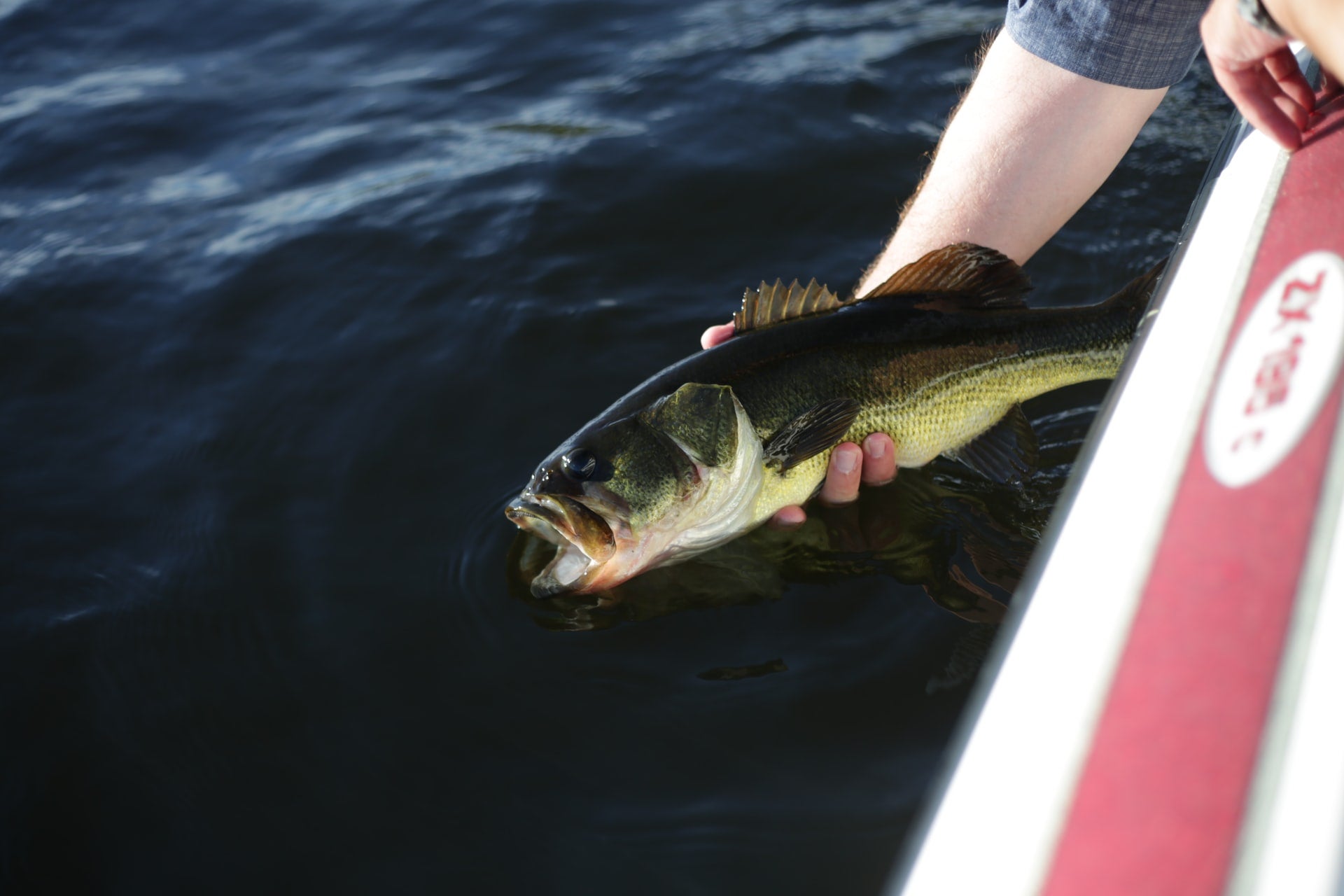 Leaning out of boat to lift fish out of water with right hand