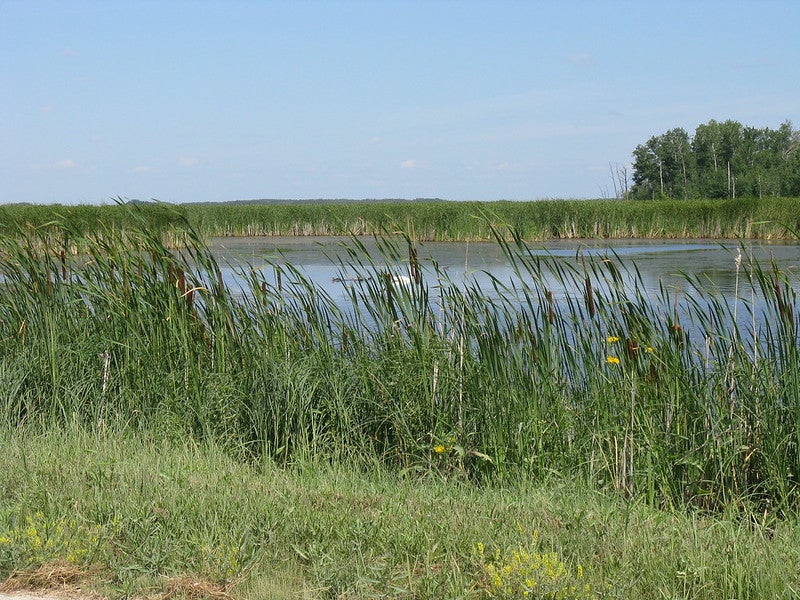 Agassiz Natural Wildlife Refuge