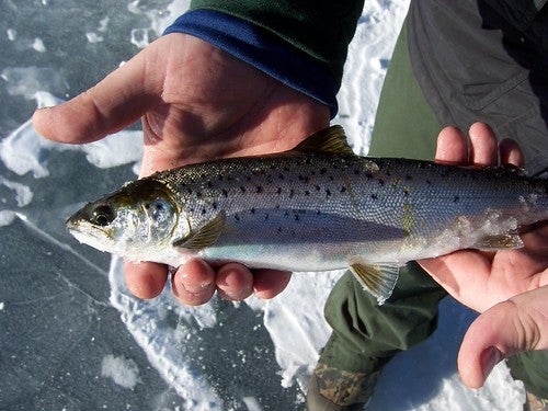 Someone holding a small fish over a frozen lake while wearing winter gear