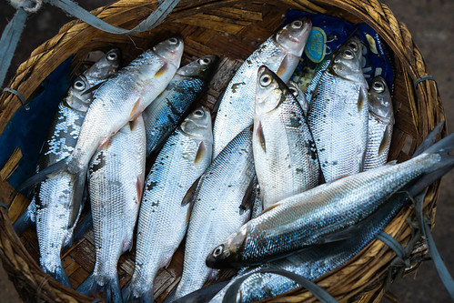 fresh fish in a basket
