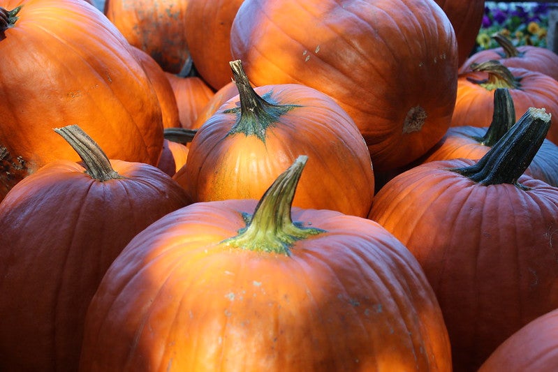 a pile of larg pumpkins in a field