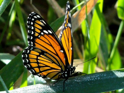 Monarch Butterfly sitting on a branch in the sun