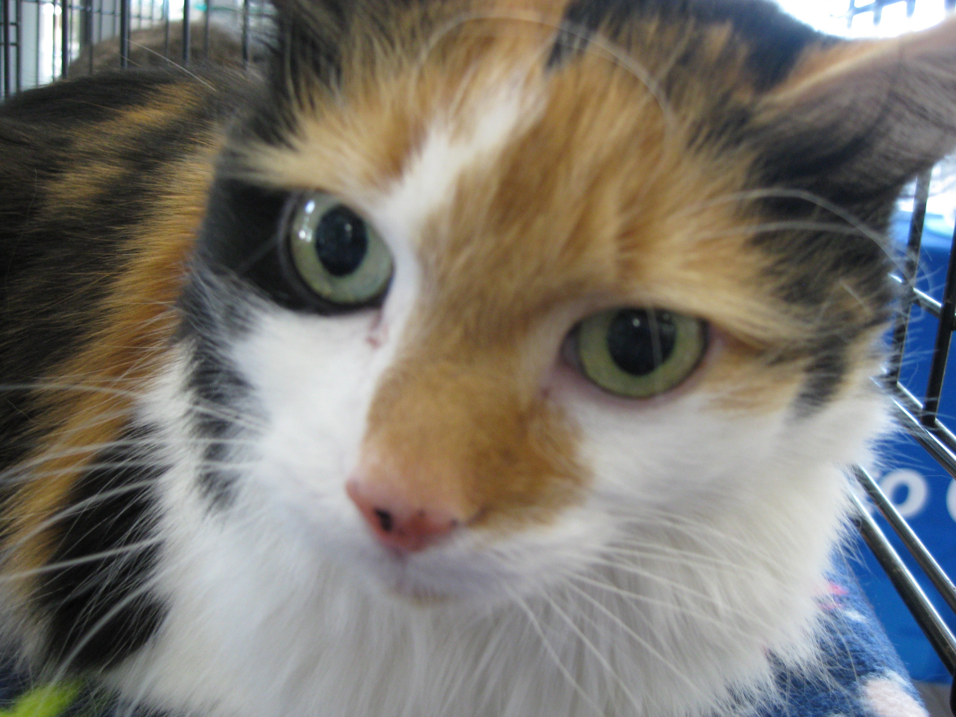 Subaru Pet Adoption - Calico