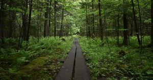 hiking trail in nature | Goldstein Chrysler Jeep Dodge RAM