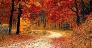Fall Foliage and leaves | Goldstein Chrysler Jeep Dodge RAM