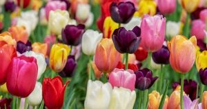 A tulip field with all kinds of tulips Albany, NY | Goldstein Chrysler Jeep Dodge RAM