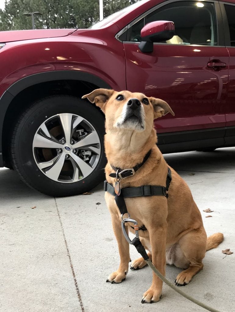 Boo Radley the dog in the showroom at Goldstein Subaru in Albany, NY