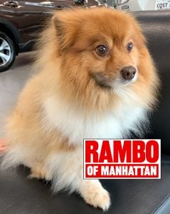 Rambo - Subaru Doggo