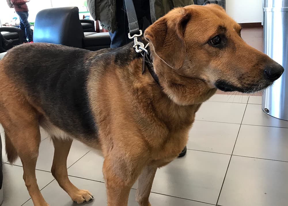 Frankie the dog in the showroom at Goldstein Subaru, Albany, NY