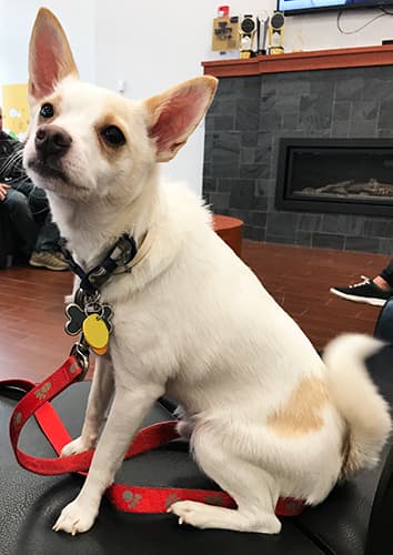 Nutmeg the dog in the showroom at Goldstein Subaru in Albany, NY