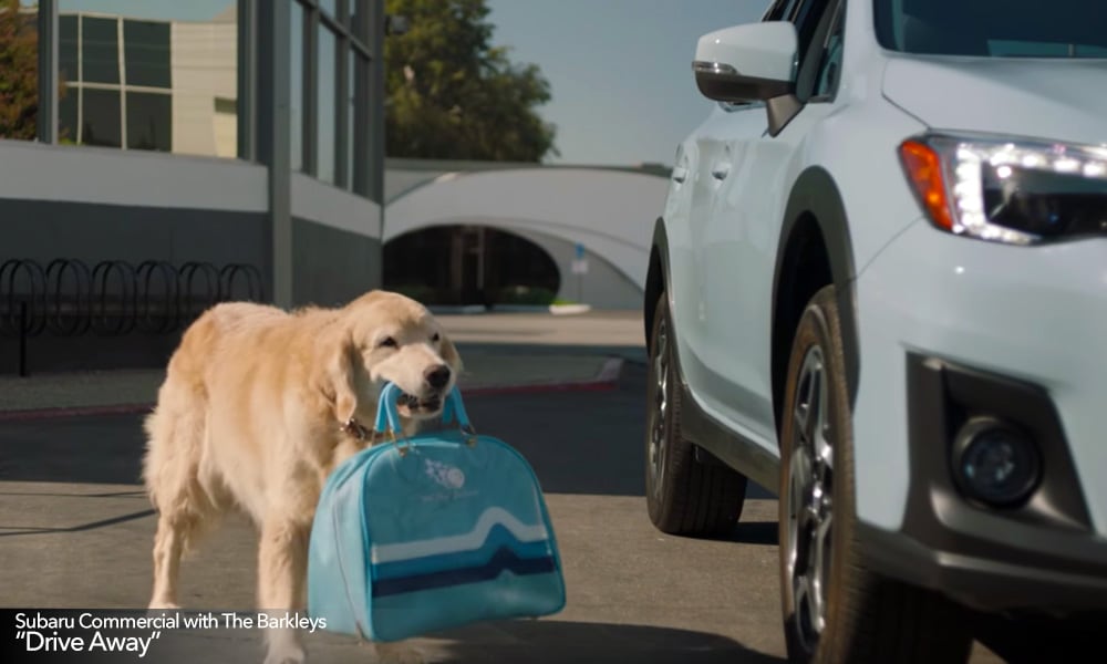 Dog is trying to be picked up after bowling in TV commercial.