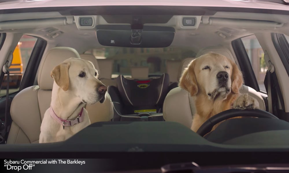 Dogs driving a Subaru in commercial.