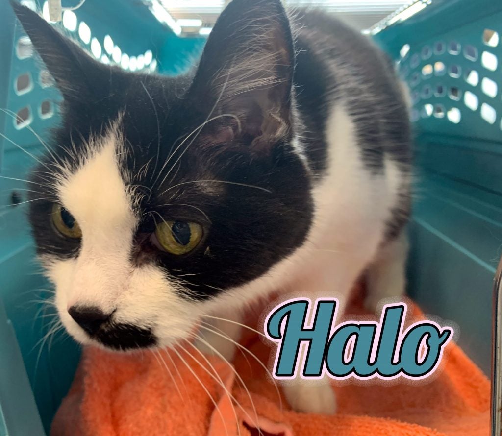 Halo - Subaru Kitty