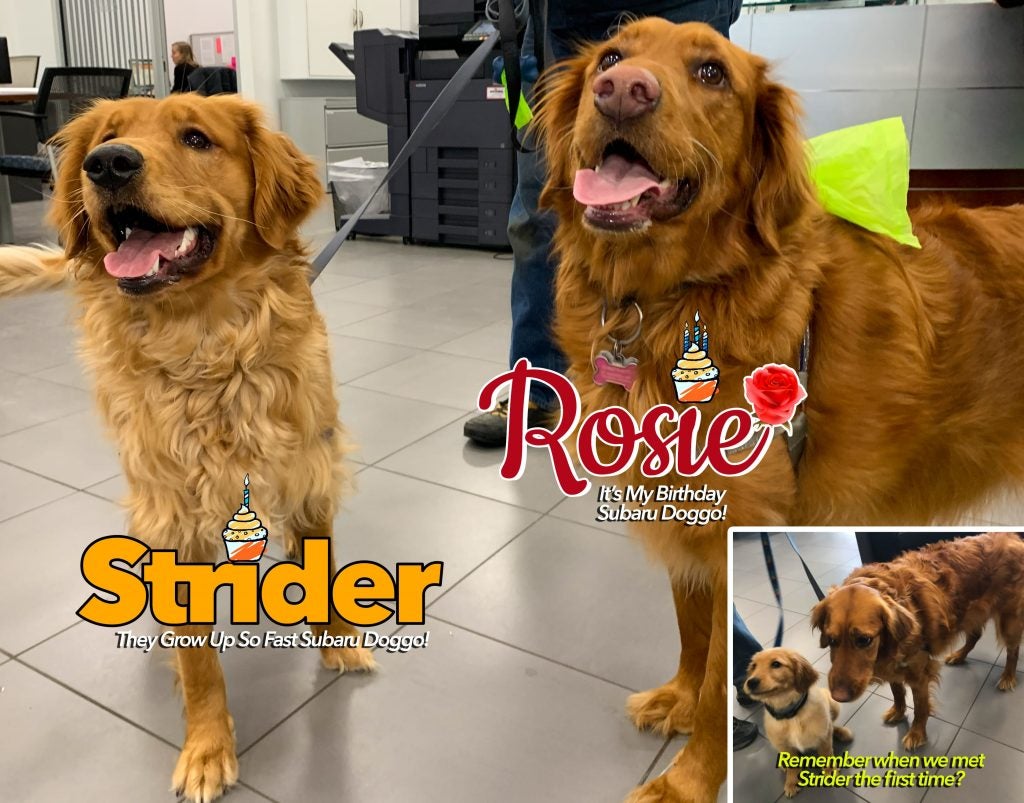 Rose and Strider - Subaru Doggos