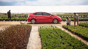 Fiore Toyota