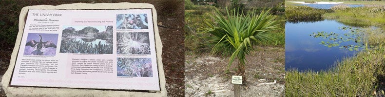 blog-summer-plantation-preserve