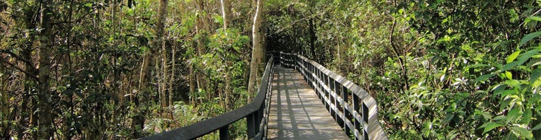 blog-summer-fern-forest